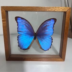 Vintage Large Morpho Amathonte Blue Butterfly Taxidermy Between Glass Wood Frame